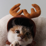 Teddy Dog Cat Antlers - Image 7