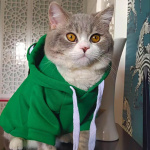 Soft Warm Cat Clothes For Small Dogs Cats Funny Halloween Cosplay Frog Costume Kitten Creative Sweatshirts Pet Autumn Hoodies - Image 6